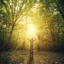 Bos_gods_licht_Large12
