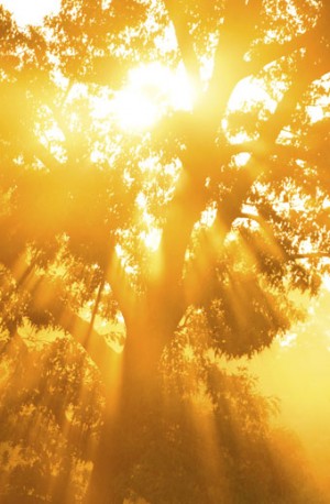 Zon-door-bomen-XXLarge