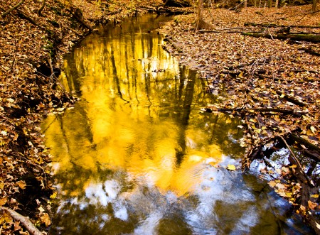Bos_plas_reflectie_Large